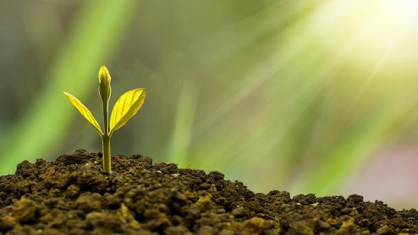 Sapling