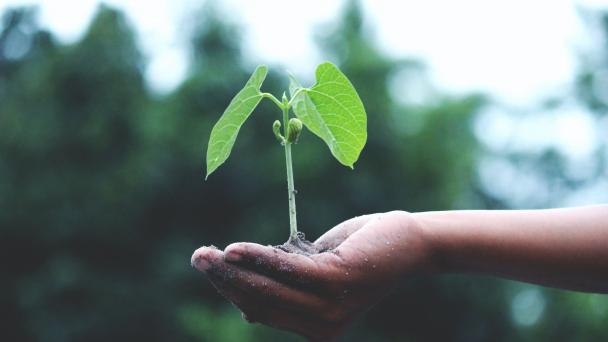 Giganet plant